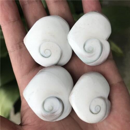4pcs Natural Sun shell fossil Fossil Specimen Crystal Love Heart Reiki Shiva Eye