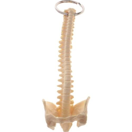 Miniature Human Spine Skeleton Model Keychain School Learning Tool