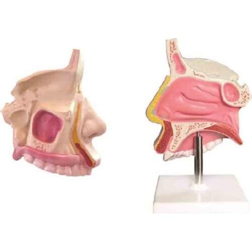 Anatomical model of nasal cavity