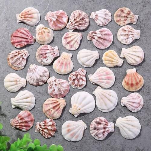 10pcs/Lot Thick Scallop Natural Color Pattern Shell Conch Fish Tank Landscape Home Decoration Ocean Shells Mediterranean Style