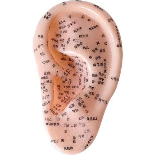 16CM Ear Massage Acupuncture Reflex Zone Model PVC Material Medical Human Ear Massage Acupuncture Model Ear Zone Model