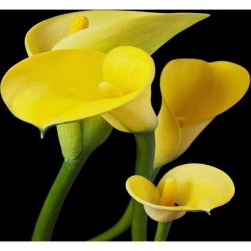 Dropshipping Colomac Flower Wallpaper Beautiful Yellow Calla Bedroom Wallpaper Photo Wall Mural Papel Tapiz Para Pared Moderno