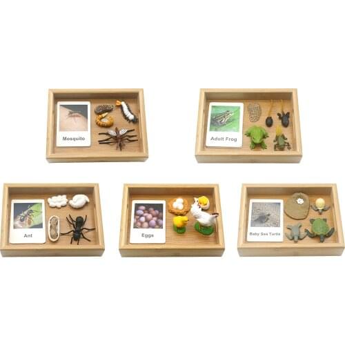 Kids Montessori Life Cycle 3 Part Flash Cards Growth Cognitive Biology Toys Teaching Aids