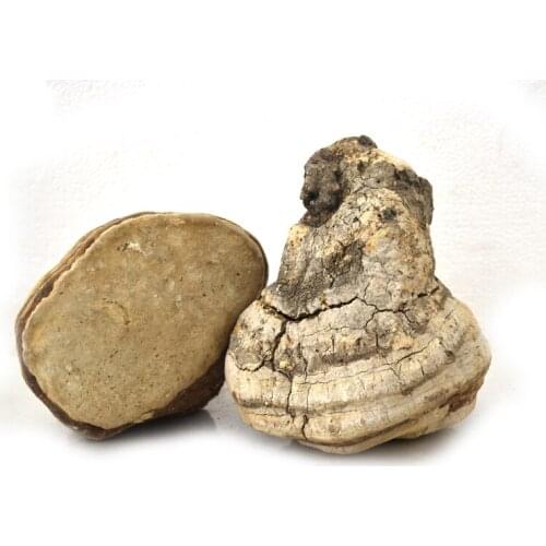 Fomitopsis Officinalis, Wild Mushroom, Ku Bai Ti