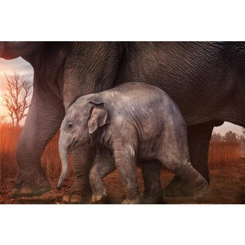 Elephant Posters Canvas Painting Africa Wildlife Animal Wall Art Cuadros Decoracion Modern Canvas Painting for Home Living Room