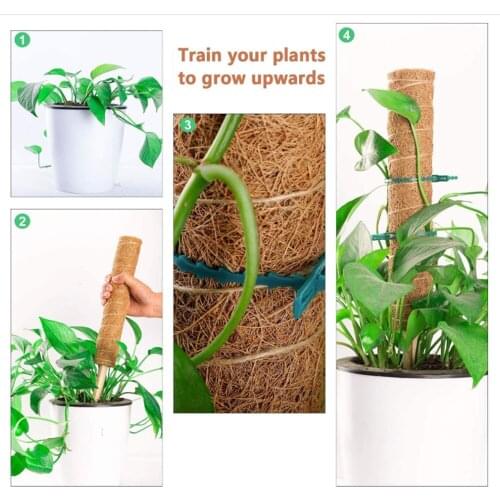 Stretching Plants Climbing Poles Climbing Vines Moss-covered Plants Postscoconut Palms Help Support Plant Growth Garden Tools