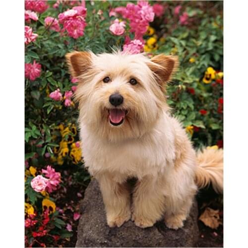 5d rhinestone pictures for children diamond embroidery Cairn Terrier Dog cross stitch mosaic full diamond painting decor AA2480