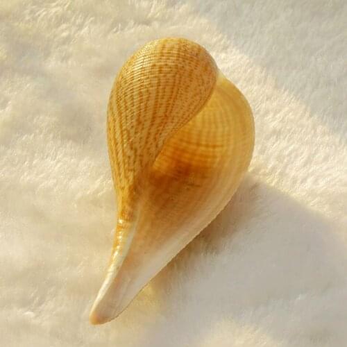 Pipa Conch Shell Platform Aquarium Fish Tank Landscaping Creative Wedding Decoration Small Fish Nest Shooting Props