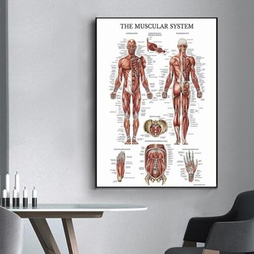 Modern Human Anatomy Skeleton Muscle Medical Education Canvas Painting Poster and Print Wall Art Pictures for Living Room