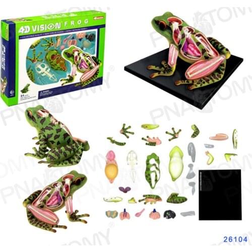 4D MASTER Frog model Skeletal organs anatomy Teaching research model Toad scientific research