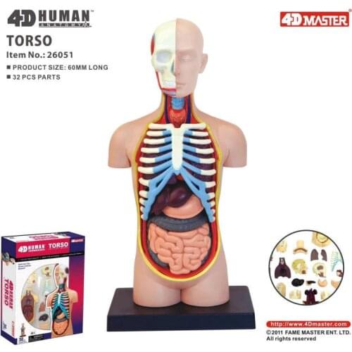 4D Viscera Intelligence Assembling Toy HumanOrgan Anatomy Model Medical Teaching DIY Popular Science Appliances