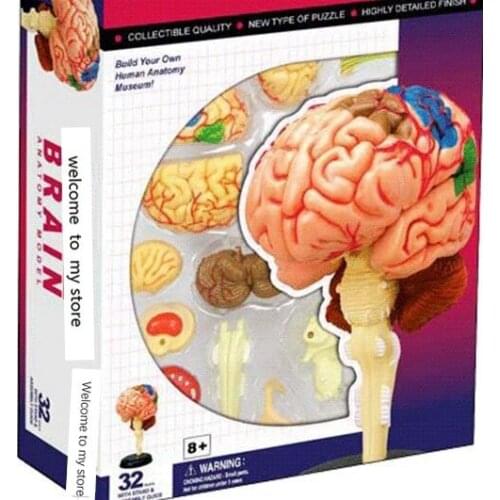 Assembled puzzle model Brain structure Anatomical of skull brain Medical Science model