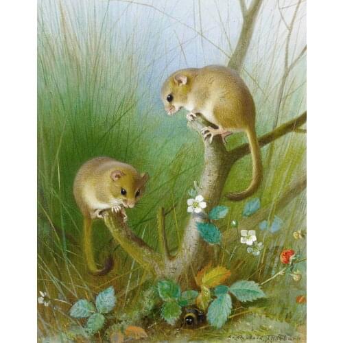 Archibald Thorburn Dormice Art Film Print Silk Poster Home Wall Decor 24x36inch