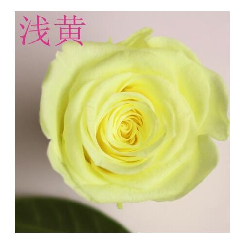 8pcs/box Light Yellow Natural Rose Flower Holiday Souvenir Gift Immortal Rose Festive & Party Supplies Diy Rose Worth Collection
