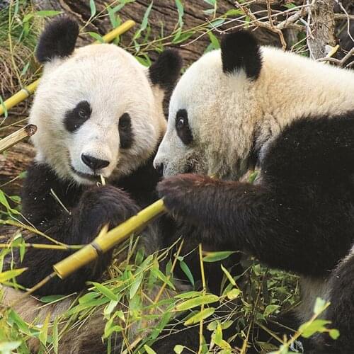 Full Diamond Painting Cross Stitch Round Diamond Mosaic Craft Diamond Embroidery 5D Diy Needlework Animal Panda Home Paintings