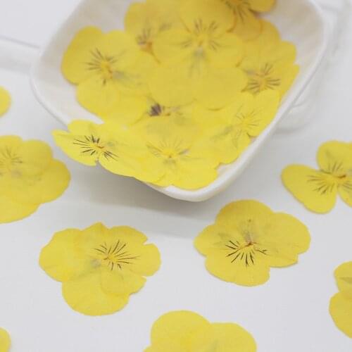 250pcs Dried Pressed Yellow Pansy Corydalis Suaveolens Hance Flower Plants Herbarium For Jewelry Bookmark Phone Case DIY