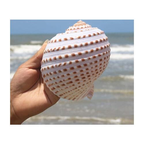 Flower point snail natural conch shell large conch fish tank roll shell fish reproduction shell succulent flower pot home decora