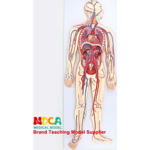 Medical teaching of cardiovascular arteriovenous neurovascular model in human blood circulation model MSJXT003