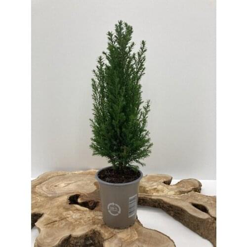 Yalova Botanical Market christmas Pine-Elvodi 20-30 cm christmas decorations рождественские украшения