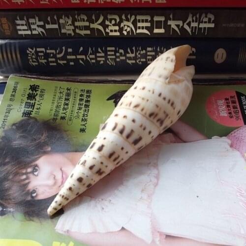 1pcs Shell natural long screw bamboo shoots screw j type furniture decoration