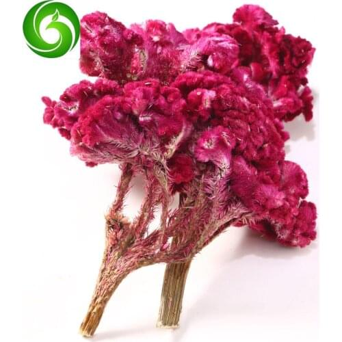 Celosia cristata L ,cockscomb,Celosia cristata L,Celosia cristata L
