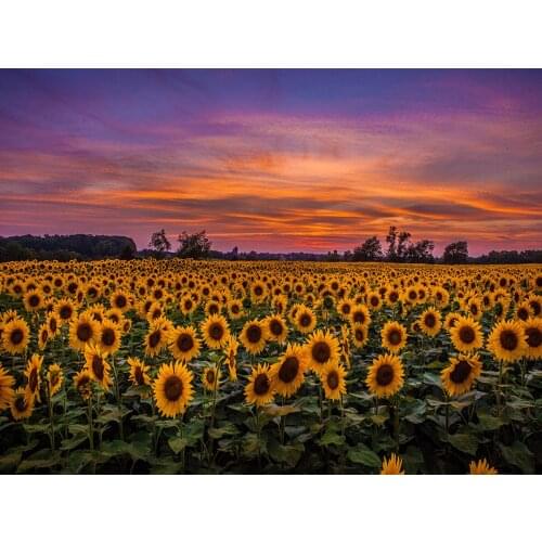 5D DIY Diamond Painting Sunflowers In The Sunset Diamond Painting Sunset Diamond Handmade DIY Painting