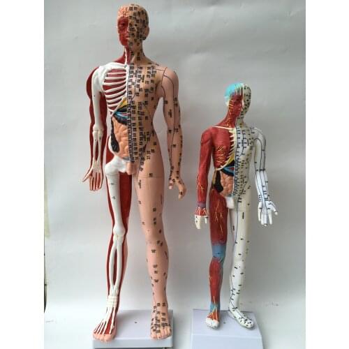85CM ultra-clear human acupuncture model half musculoskeletal model meridian acupuncture model English code type
