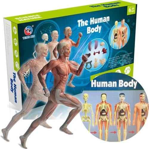 Children Science STEM Game Assembled Human Body Kids Educational Toy Skeleton Anatomy Organs Bones Kit STEM Toys