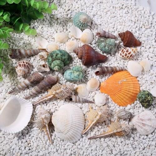 Natural shells Conch Landscape Decorations Gift Family home decoration aquarium Fish tank Marine theme Party Decor DIY Crafts