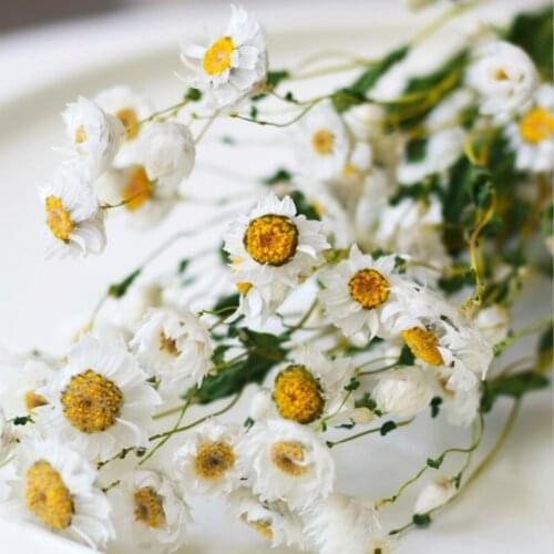 20 stems Natural Dried Flowers Mini Daisy Bouquet Dry Flower Blooming Wedding Centerpieces Crafts Home Decoration