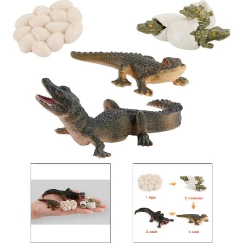 Life Cycle Alligator Model Kids Child Imagination Biology Toys Teaching Aids