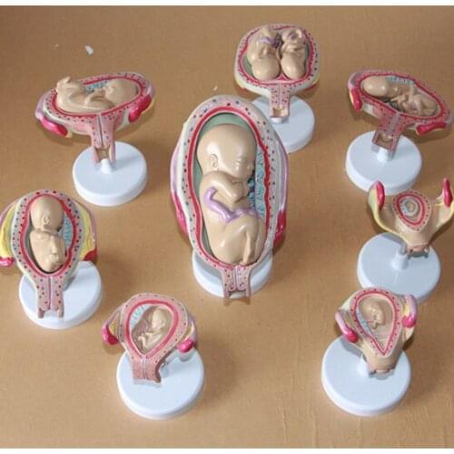 Pregnancy Embryonic Development 8 pcs Fetal formation and development process model