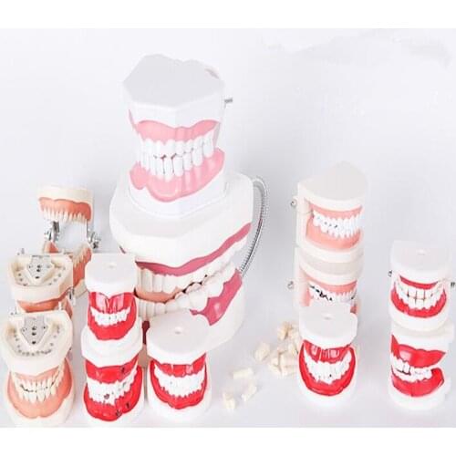 Kindergarten teaching brushing childrens oral model standard Large early childhood brushing model 6-10