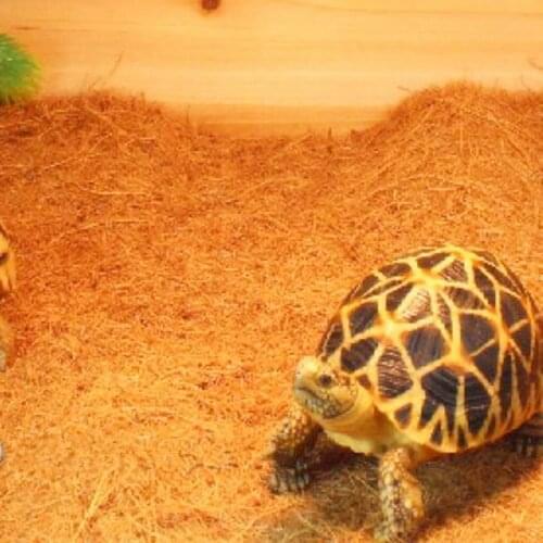 Breathable Soft Carpet Reptile For Pet Turtle Liner Lizard Zoo Mat-XL Garden Supplies Birthday Gift