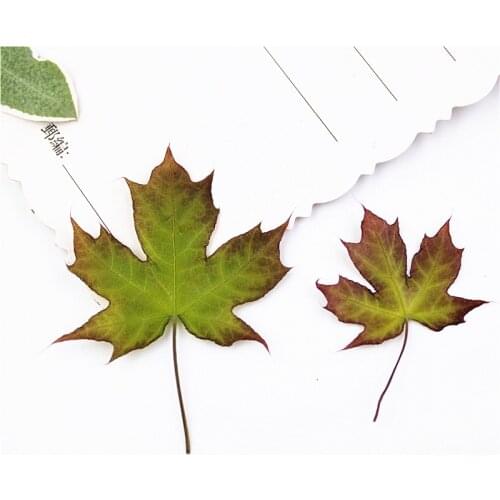 2-6cm/24pcs,Natural Pressed Pentagonal maple leaves,Real Preserved Plant DIY Wedding invitations Craft Bookmark gift Card decor