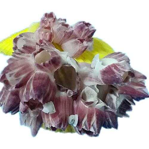 Barnacle natural scallop shell fish tank aquarium landscaping ornaments home decoration wedding decoration beach