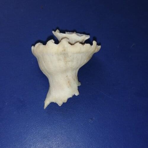 Rare Conch Seashells Natural Shell Conch Beach Decorations for Home Wedding Acquarium Fish Tank Decor Accessory