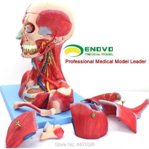 ENOVO Cerebrovascular anatomy of the neck of the brain brain anatomy of the Department of Otorhinolaryngology