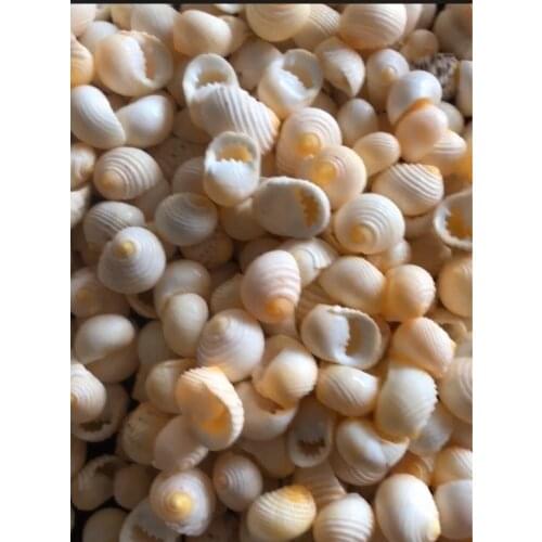 100pcs Small Miscellaneous Conch Home toysDecoration Material Natural Craft Seashell Aquarium Fish Tank Landscape