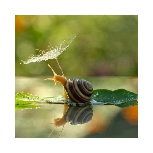 2017 New Needlework Diy Diamond Painting Fashion Home Decoration Cross Stitch Pasted Painting round Drill Snail Free Shipping