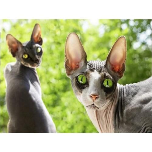 Full Square Round Drill 5D Diy Diamond Painting Sphynx cat animal Diamond Embroidery cross stitch kits Wall StickerZP-1894