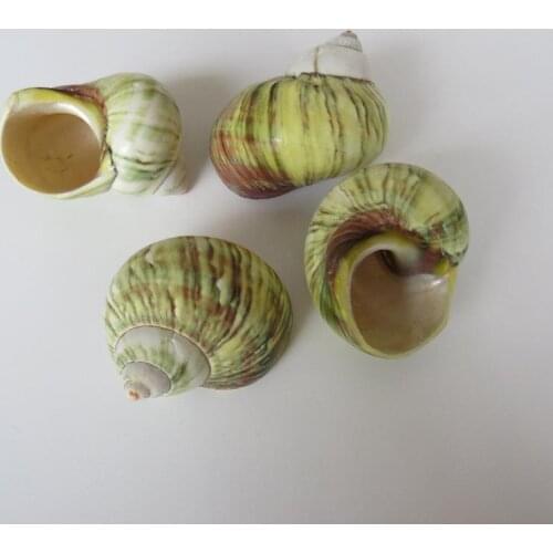 10pcs Natural Shell Sea Conch Snail Fish Tank Aquarium Decorations Shell Micro-landscape Succulent Flower Pot