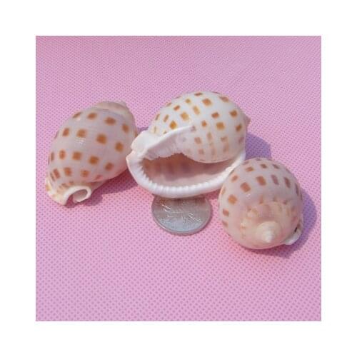 Natural checkerboard snail 5-6cm checkerboard snail spotted conch conch shell fish tank platform home decoration