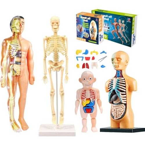 3D Human Body Torso Model Educational Assembly Learning DIY Toys Human Body Organ Teaching Tools Early Learning Toy For Children