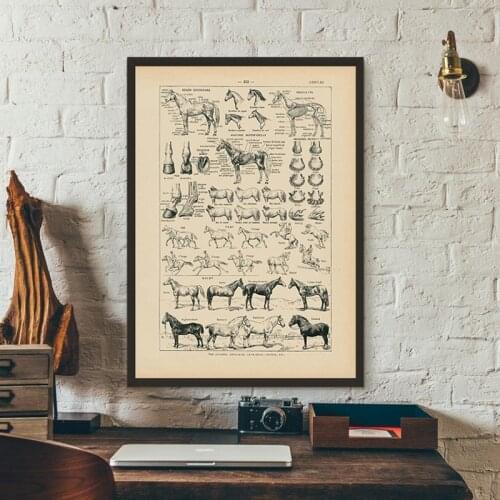 Vintage French Horse Anatomy Chart Prints Biology Wall Art Decor , Horse Illustration Animal Poster Canvas Painting Office Decor