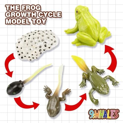 Educational Model Toy Simulation Animals PVC Frog Growth Cycle Scene Design Simulation Powder Toy Decoration Gift