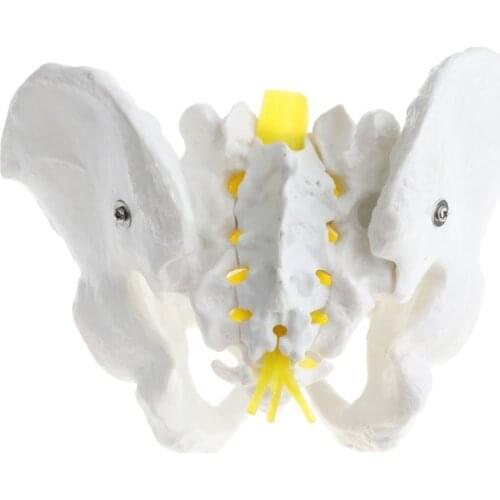 1:1 male anatomy pelvis pelvic skeleton throat anatomical Anatomy Skull Sculpture Head body instrument medical equipment