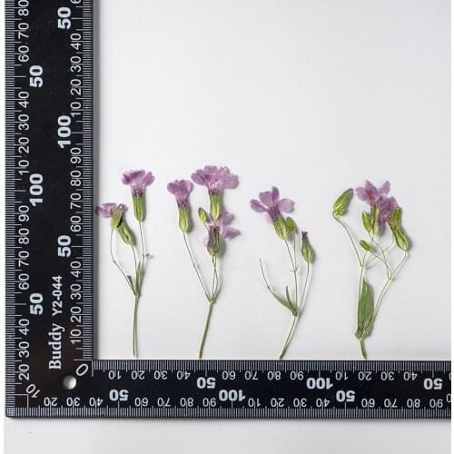 120pcs Pressed Dried Flower Vaccaria hispanica Herbarium Epoxy Resin Face Make UP Nail Art Jewelry Bookmark Phone Case Card DIY