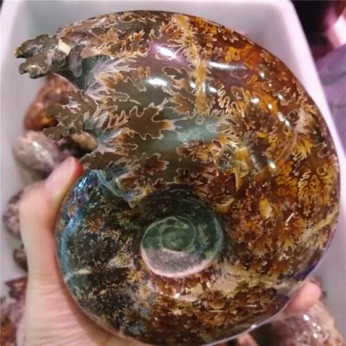 High Quality Natural ammonite fossil stone Crystal raw stone Unique quartz Crystal Fossil Energy ornaments Mineral Specimen