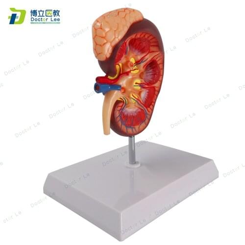 Medical Teaching of Urinary System and Renal Structure for 2 times Enlarged Kidney Anatomy Model in Human Urology Department